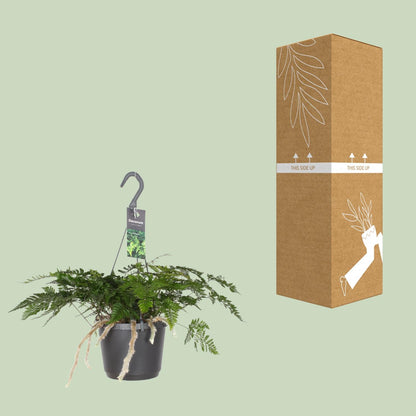 Kamerplant - Davallia Bullata - Hangplant - Pot Ø 17cm Hoogte ↕ 30cm