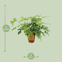 Kamerplant - Monstera Minima - Pot Ø 15cm Hoogte ↕ 40cm