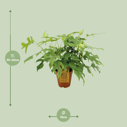 Kamerplant - Monstera Minima - Pot Ø 15cm Hoogte ↕ 40cm
