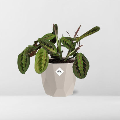 Kamerplant - Maranta Leuconeura 'Fascinator' Tricolor - Pot Ø 14cm