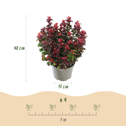 Buitenplant 2x Leucothoe Curly Red - Groenblijvend - Pot Ø 17cm Hoogte ↕ 40cm