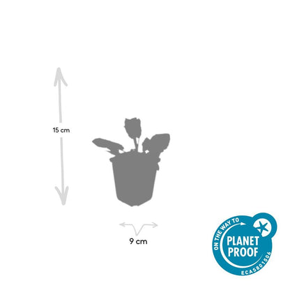 Buitenplant 60x Salvia nemorosa 'Mainacht' - Bloeiend - Pot Ø 9cm Hoogte ↕ 10-25cm