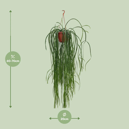 Kamerplant - Lepismium Bolivianum - Hangplant - Pot Ø 20cm Hoogte ↕ 70cm
