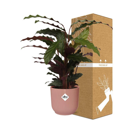Kamerplant - Calathea Rufibarba 'Tropistar' - Pot Ø 14cm