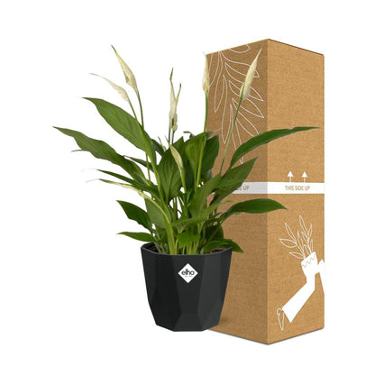 Kamerplant - Spathiphyllum Torelli - Inclusief sierpot - Pot Ø 12cm