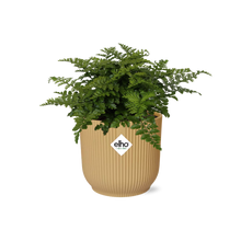 Kamerplant - Asplenium Parvati - Pot Ø 14cm