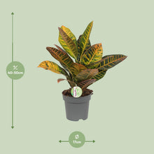 Kamerplant - Codiaeum Petra - Croton - Pot Ø 17cm Hoogte ↕ 45cm