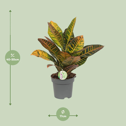 Kamerplant - Codiaeum Petra - Croton - Pot Ø 17cm Hoogte ↕ 45cm