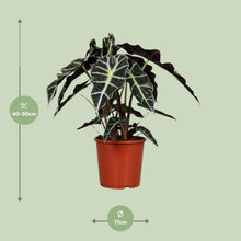Kamerplant - Alocasia Polly - Pot Ø 17cm Hoogte ↕ 45cm