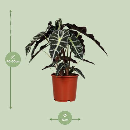 Kamerplant - Alocasia Polly - Pot Ø 17cm Hoogte ↕ 45cm