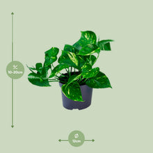 Kamerplant - Epipremnum Aureum - Pot Ø 12cm Hoogte ↕ 20cm