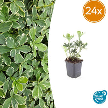 Buitenplant 24x Pachysandra terminalis 'Variegata' - Bodembedekker - Pot Ø 9cm Hoogte ↕ 10-25cm