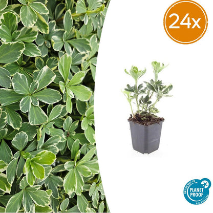 Buitenplant 24x Pachysandra terminalis 'Variegata' - Bodembedekker - Pot Ø 9cm Hoogte ↕ 10-25cm