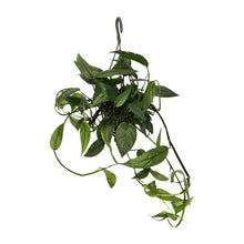 Kamerplant - Epipremnum Cebu Blue - Pot Ø 15cm Hoogte ↕ 45cm
