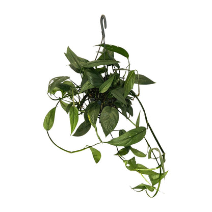 Kamerplant - Epipremnum Cebu Blue - Pot Ø 15cm Hoogte ↕ 45cm