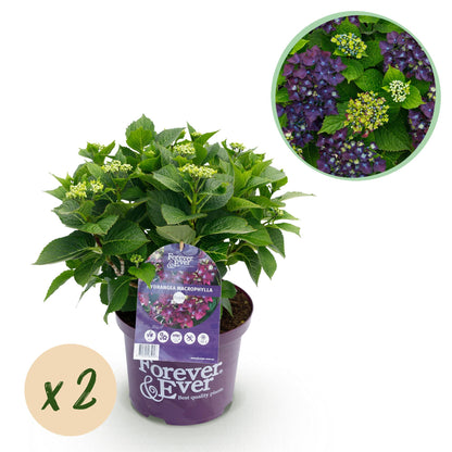 Buitenplant 2x Hydrangea Forever & Ever Paars - Bloeiend - Pot Ø 23cm Hoogte ↕ 55cm