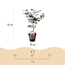 Buitenplant - Acer palmatum Bloodgood - Winterhard - Pot Ø 19cm Hoogte ↕ 70cm