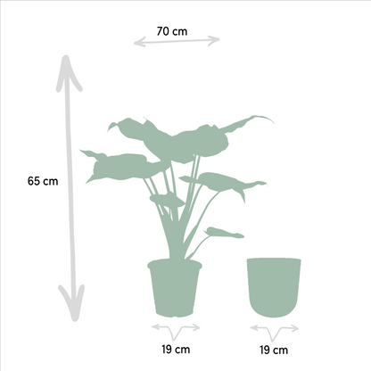 Kamerplant - Alocasia Cucullata - Met sierpot goud - Pot Ø 19cm Hoogte ↕ 65cm