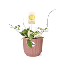 Kamerplant - Hoya Carnosa 'Krimson Queen' - Pot Ø 14cm