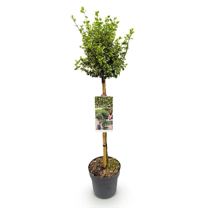 Buitenplant - Euonymus fortunei 'Emerald Gaiety' op stam - Bladhoudend - Winterhard - Pot Ø 19cm Hoogte ↕ 90cm