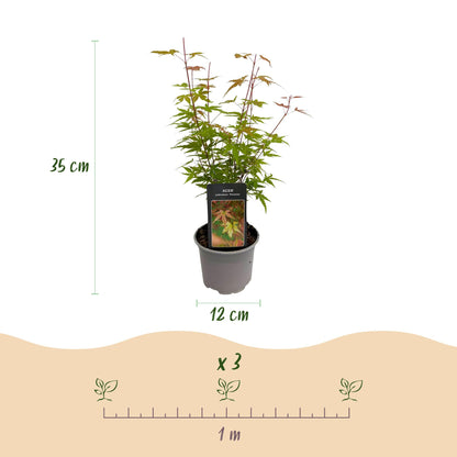 Buitenplant 3x Acer palmatum Phoenix - Pot Ø 12cm Hoogte ↕ 35cm