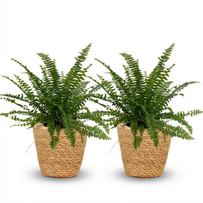 Kamerplant 2x Nephrolepis exaltata Green Lady - Varen - Pot Ø 12cm Hoogte ↕ 25cm
