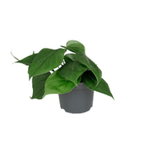 Kamerplant - Philodendron Scandens - Pot Ø 12cm Hoogte ↕ 15cm