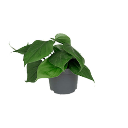 Kamerplant - Philodendron Scandens - Pot Ø 12cm Hoogte ↕ 15cm