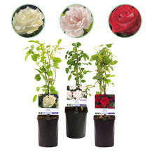 Buitenplant 3x Klimroos Rosa Tricolour - Bloeiend - Pot Ø 11cm Hoogte ↕ 40cm