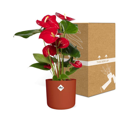 Kamerplant - Anthurium Red - Pot Ø 12cm