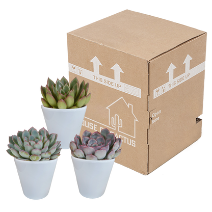 Kamerplant 3x Echeveria Mix - Pot Ø 8.5cm