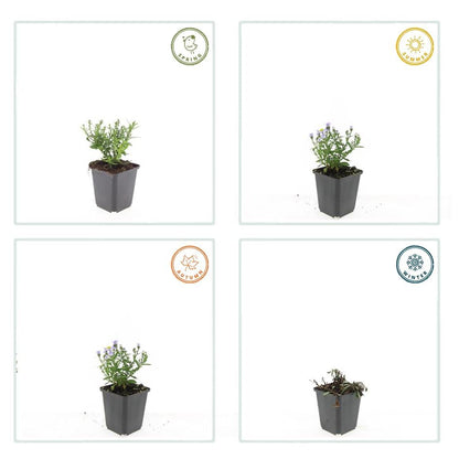 Buitenplant 6x Aster (D) 'Prof. Anton Kippenberg' - Bloeiend - Pot Ø 9cm Hoogte ↕ 10-25cm