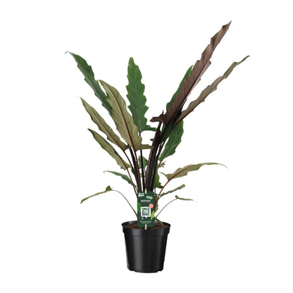 Kamerplant - Alocasia Lauterbachiana - Pot Ø 19cm Hoogte ↕ 80cm