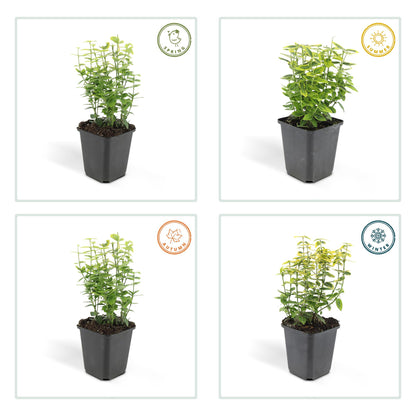 Buitenplant 24x Euonymus fort. 'Emerald 'n Gold' - Groenblijvend - Pot Ø 9cm Hoogte ↕ 10-25cm