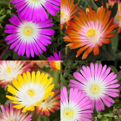 Buitenplant 8x Delosperma Jewel of Desert - Winterhard - Pot Ø 14cm Hoogte ↕ 17cm
