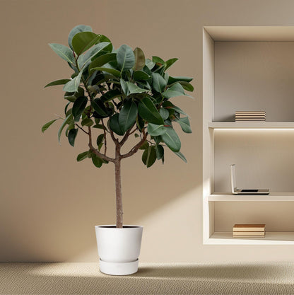 XL Kamerplant - Ficus Elastica Robusta - op stam - Pot Ø 35cm Hoogte ↕ 190cm