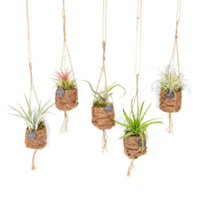 Kamerplant 8x Kokodama Birdnest Tillandsia Mix - Pot Ø 7cm Hoogte ↕ 5cm