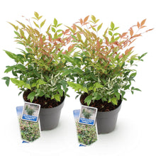 Buitenplant - Nandina domestica 'Twilight' - Groenblijvend - Pot Ø 17cm Hoogte ↕ 45cm