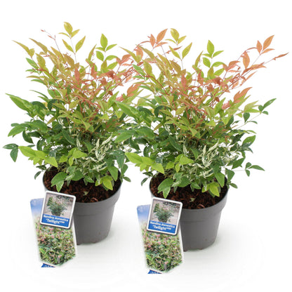 Buitenplant - Nandina domestica 'Twilight' - Groenblijvend - Pot Ø 17cm Hoogte ↕ 45cm