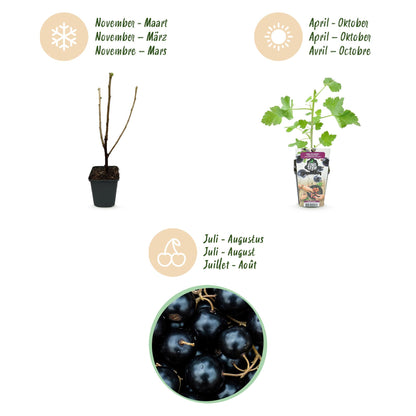 Buitenplant 3x Ribes Jostabes - Winterhard - Pot Ø 9cm