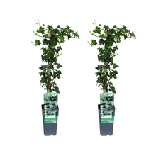 Buitenplant 2x Hedera helix - Klimop - Pot Ø 15cm Hoogte ↕ 65cm