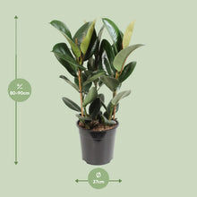 Kamerplant - Ficus Elastica Robusta - Luchtzuiverend - Pot Ø 27cm Hoogte ↕ 85cm