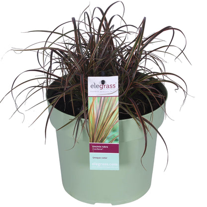 Buitenplant - Uncinia rubra Everflame - Pot Ø 19cm Hoogte ↕ 40cm