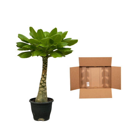 Kamerplant - Brighamia Insignis - Pot Ø 12cm Hoogte ↕ 25cm