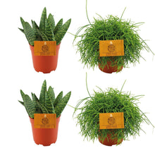 Kamerplant 2x Aloe Paradisicum + 2x Rhipsalis Cassutha - 4 stuks - Pot Ø 10.5cm Hoogte ↕ 10cm