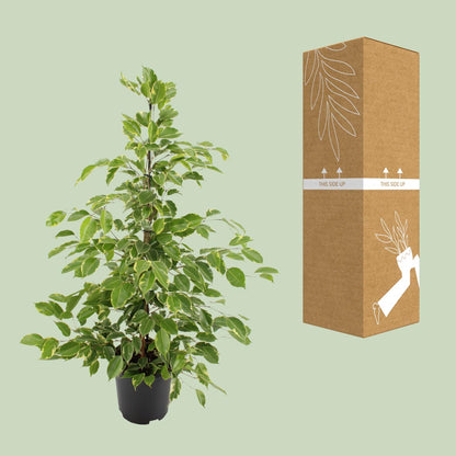 Kamerplant - Ficus benjamina Goldenking - Pot Ø 21cm Hoogte ↕ 95cm