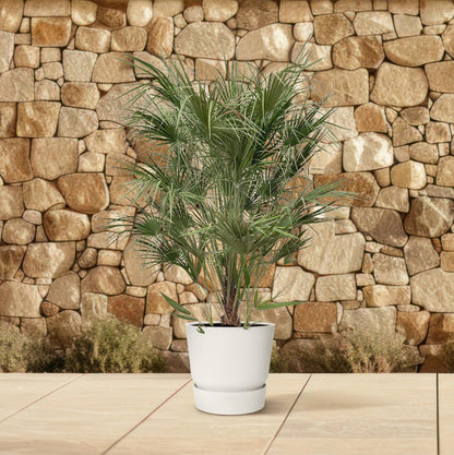Buitenplant - Chamaerops Humilis struik - Pot Ø 30cm Hoogte ↕ 170cm