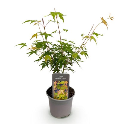 Buitenplant - Acer palmatum Katsura - Pot Ø 12cm Hoogte ↕ 35cm
