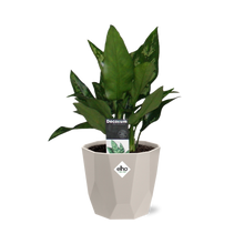 Kamerplant - Aglaonema Maria - Inclusief grijze sierpot - Pot Ø 14cm