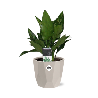 Kamerplant - Aglaonema Maria - Inclusief grijze sierpot - Pot Ø 14cm